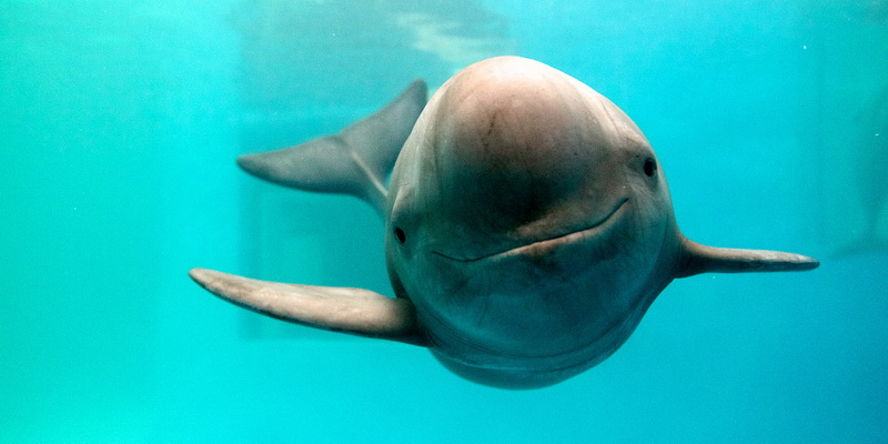 Finless porpoise in a research centre in China (© WWF / Kent Truog)